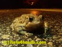 /home//u458753944/public_html/sourcegallery/////////////////////////////Roxborough Toad Detour/2023/2023-04-01/P4010676.JPG